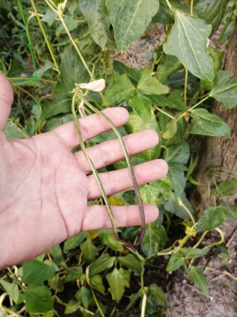  - SEMINTE FASOLE LA METRU - D 147 SOI VECHI