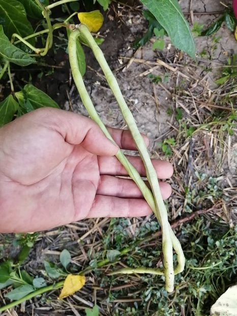  - SEMINTE FASOLE LA METRU - D 147 SOI VECHI