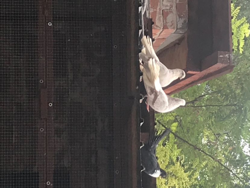 E84B5E10-4122-4493-BFFA-3246A8A64177 - Zburători Argintii