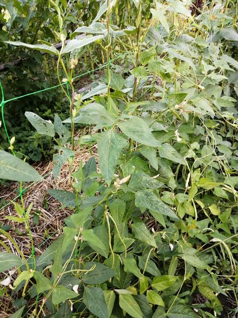  - SEMINTE FASOLE LA METRU - D 147 SOI VECHI