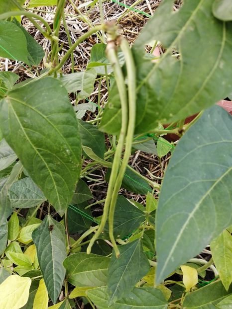  - SEMINTE FASOLE LA METRU - D 147 SOI VECHI