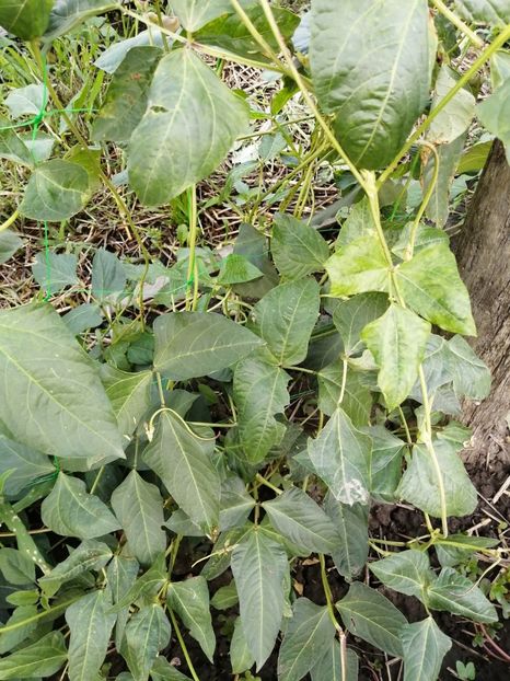  - SEMINTE FASOLE LA METRU - D 147 SOI VECHI