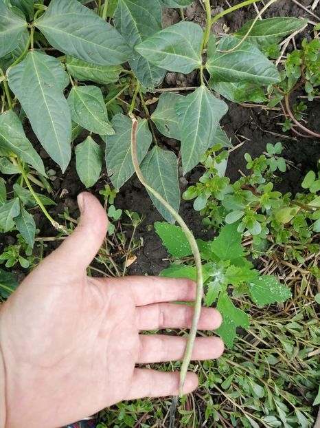  - SEMINTE FASOLE LA METRU - D 147 SOI VECHI