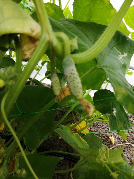  - SEMINTE CASTRAVETI - D 121 KAISER ALEXANDER