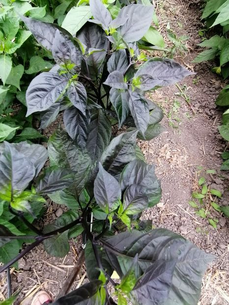  - SEMINTE ARDEI IUTE - AI 90 PEACHGUM TMAMP V2F3 OFFPHENO - NEIZOLAT