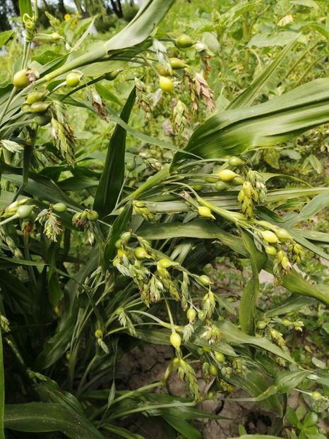  - SEMINTE LACRIMA LUI IOV -D 149 Coix Lachryma-Jobi