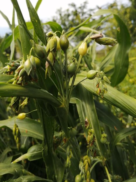  - SEMINTE LACRIMA LUI IOV -D 149 Coix Lachryma-Jobi