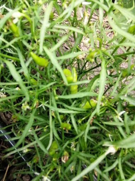  - SEMINTE ARDEI IUTE - AI 83 MUTANT XION 2