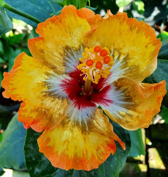  - Chis Garden Eden s Oath