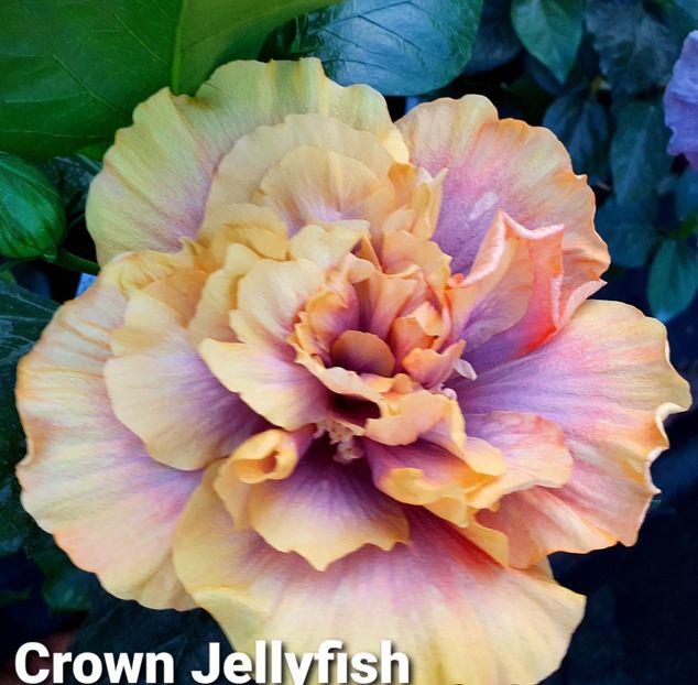  - Crown Jellyfish