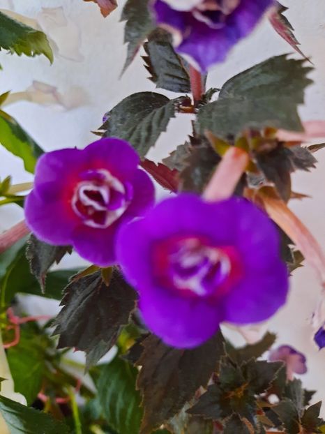  - PURPLE MYSTERY