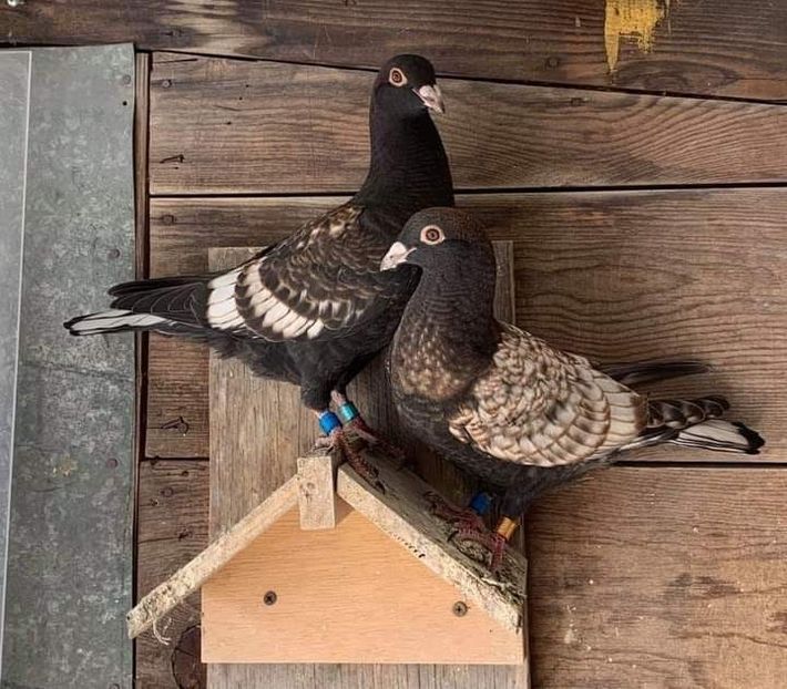  - NU AMI APARTIN 2020