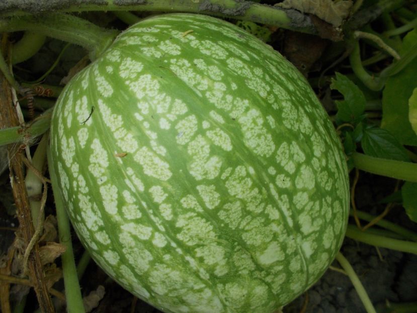  - SEMINTE DOVLEAC SIAM - D 160 DOVLEAC DE DULCEATA