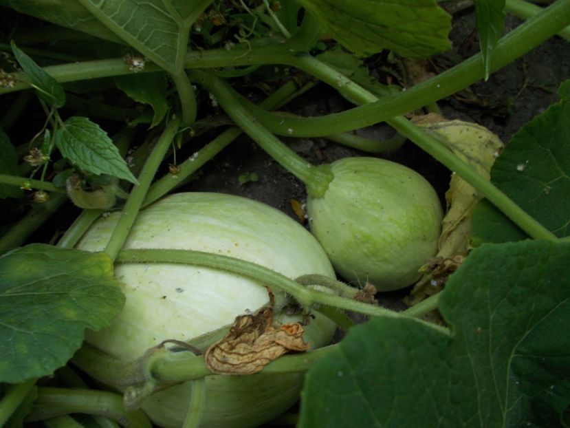  - SEMINTE DOVLEAC SIAM - D 160 DOVLEAC DE DULCEATA