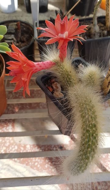 - Cactusi si suculente 2020-2021-2022-2023- 2024-2025