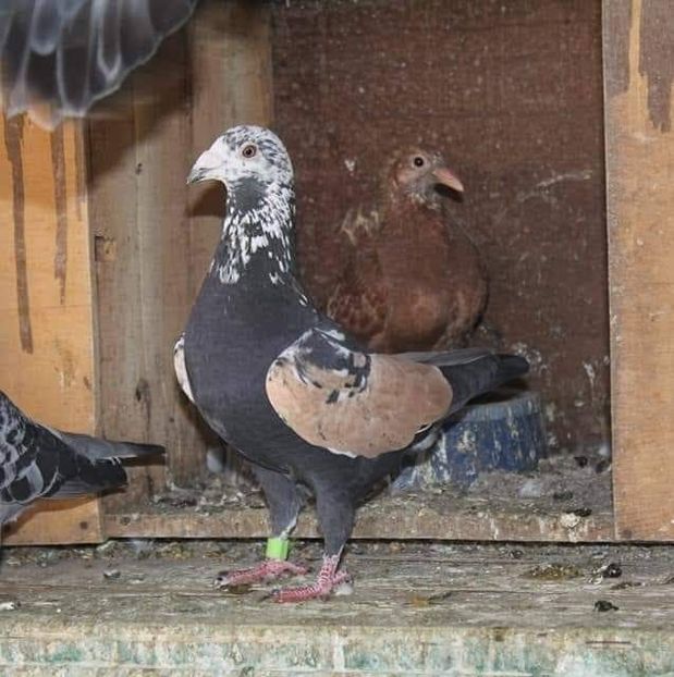  - NU AMI APARTIN 2020