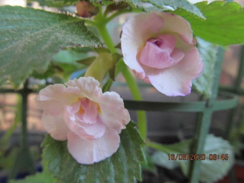 Ionica Istrate - Achimenes 2020