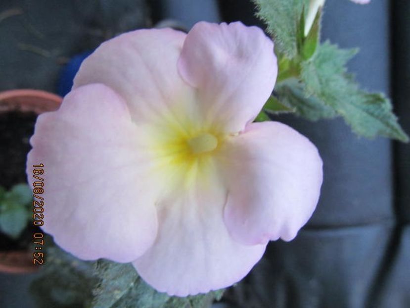 BriD's Helena - Achimenes 2020