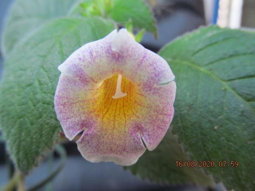 MM's Mihail - Achimenes 2020