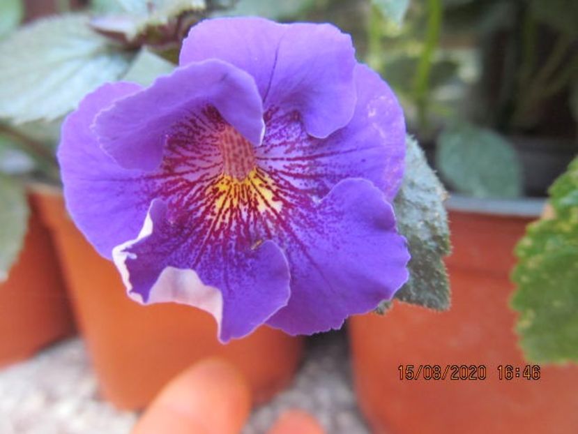 RF's Sweet Damla - Achimenes 2020