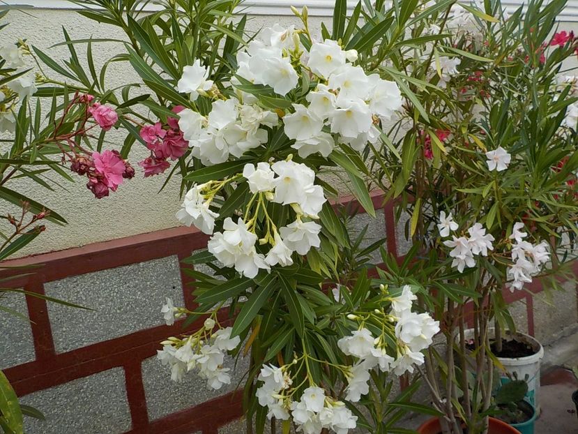  - mont blanc leandru nr 22