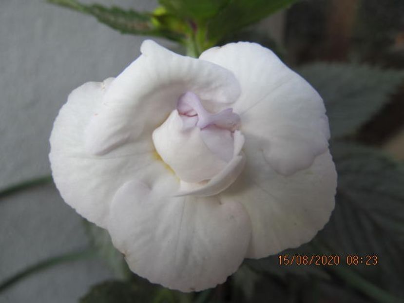 RF's Miss Me - Achimenes 2020