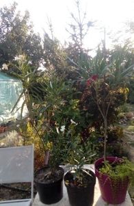 leandrul rosu  bătut in stoc - w Produse livrate