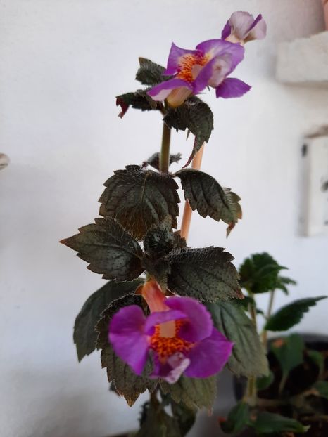  - BRID-S WILD CHERRY- PIERDUT