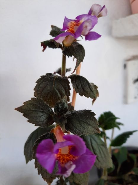  - BRID-S WILD CHERRY- PIERDUT