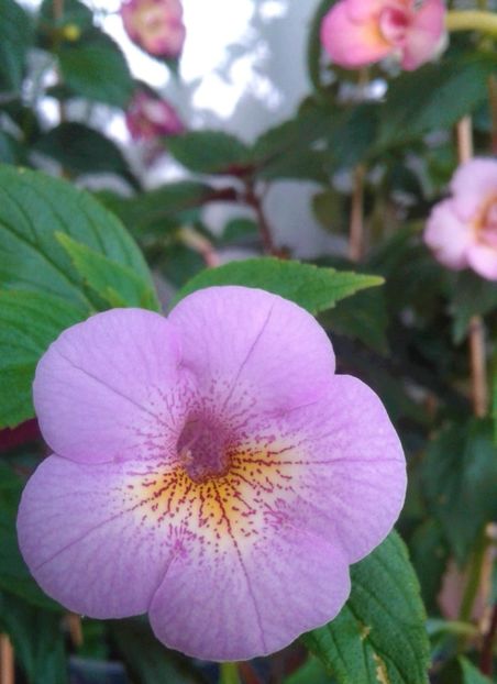  - 000012 ACHIMENES
