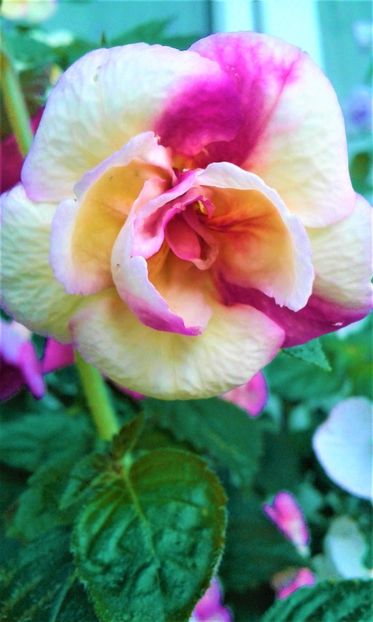  - 000012 ACHIMENES