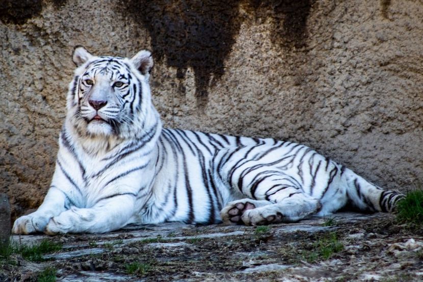 White Tiger - Tigrii Albi ♥️♾ - Journal - Something A B O U T of me