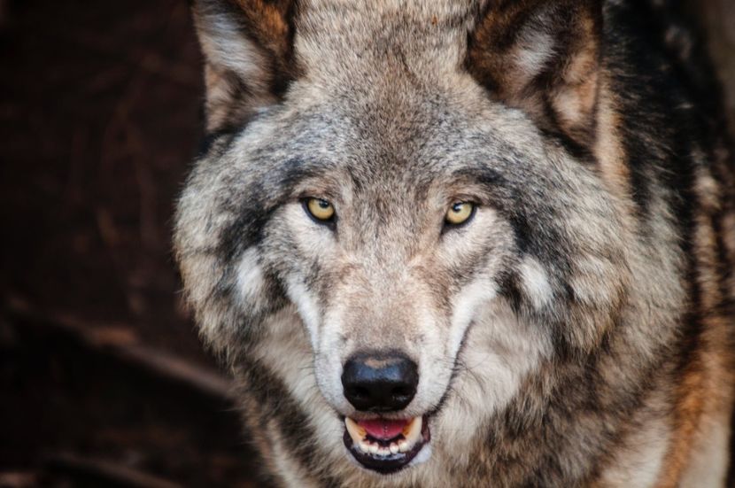 Wolves -Lupii ♥️♾ - Journal - Something A B O U T of me