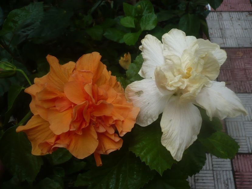 P1450621 - HIBISCUSI 2020-2