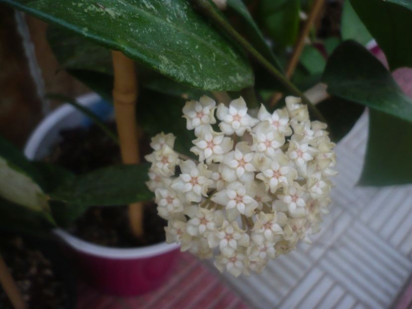 P1450638 - HOYA 2020-2