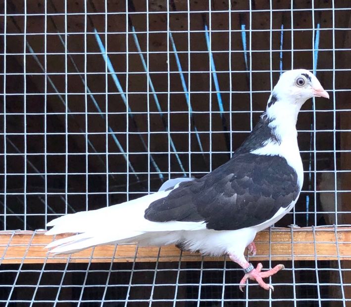 8726  femelă  2020_1 - tineret 2020