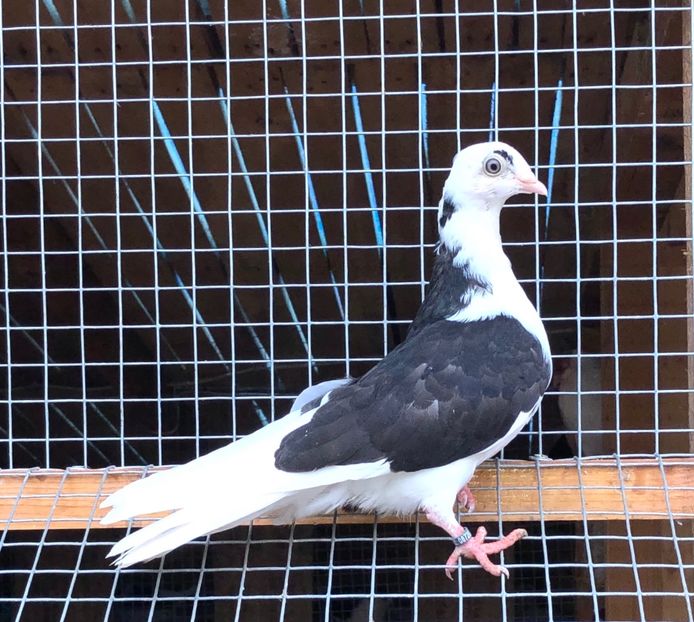 8726  femelă  2020_3 - tineret 2020