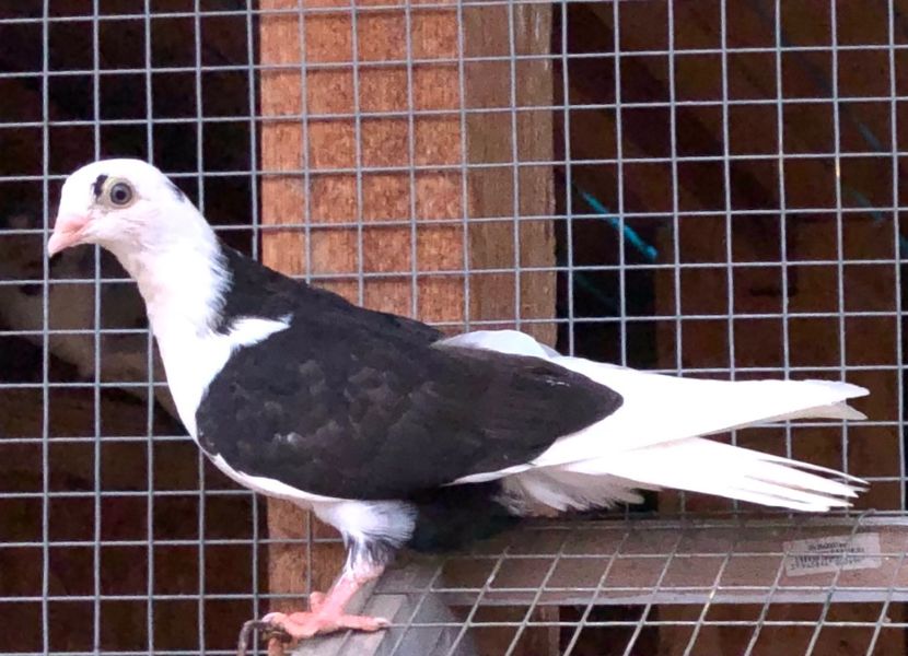 8726  femelă  2020_2 - tineret 2020