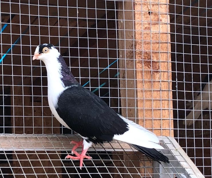 8547  femelă  2020_1 - tineret 2020