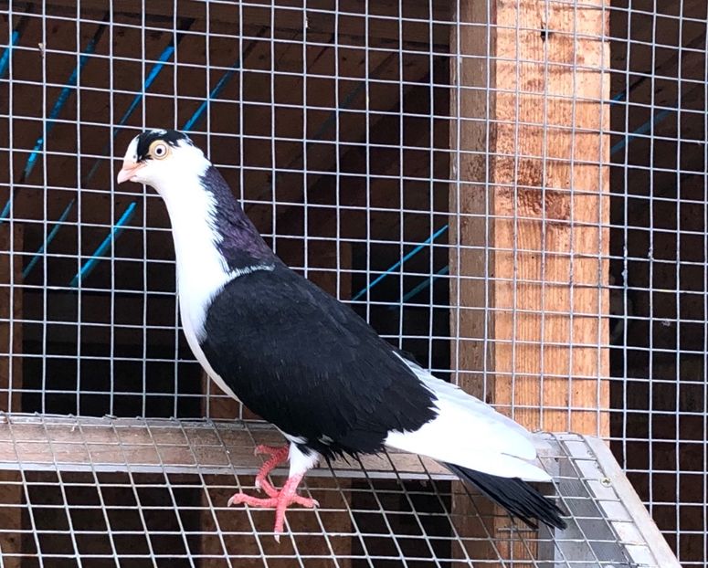 8547  femelă  2020_3 - tineret 2020