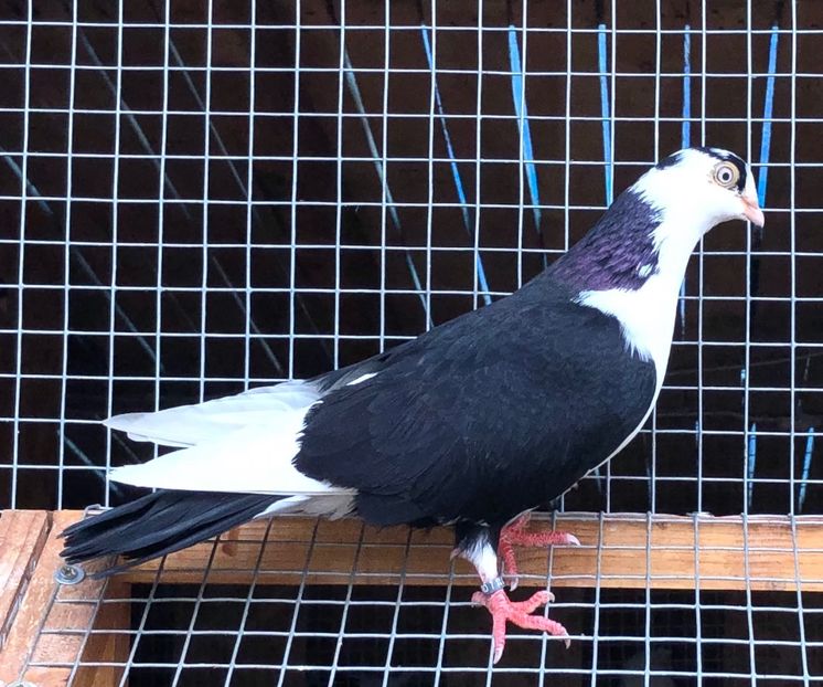 8547  femelă  2020_2 - tineret 2020