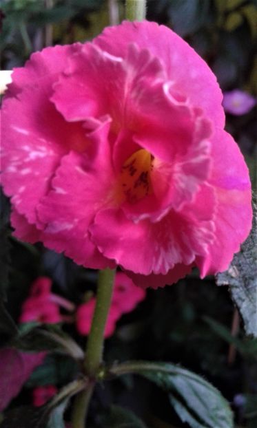  - achimenes 007 iem1985 2020