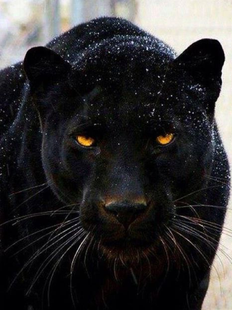 Pantera Neagra ( si felinele in general ) - - 5 - Konnichiwa