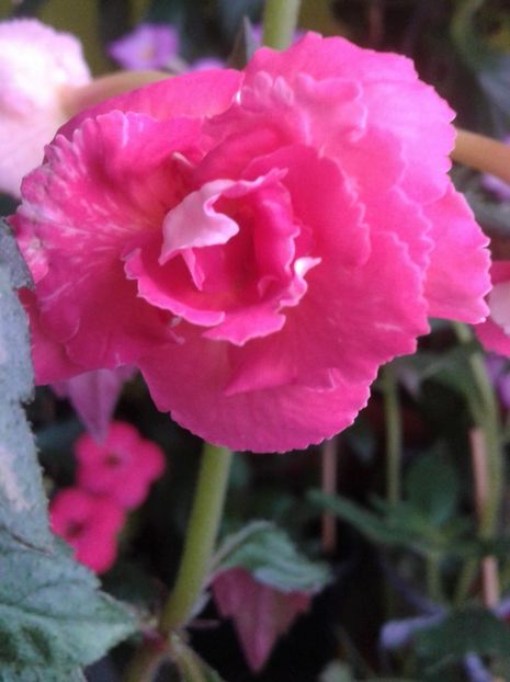  - achimenes 007 iem1985 2020