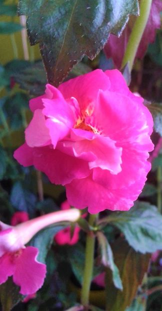  - achimenes 007 iem1985 2020