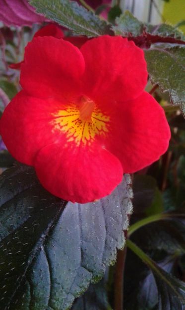  - achimenes 007 iem1985 2020
