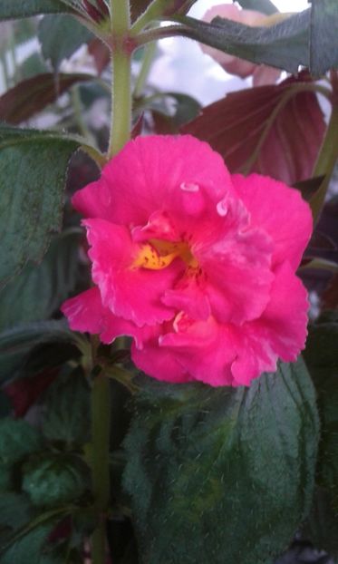  - achimenes 007 iem1985 2020