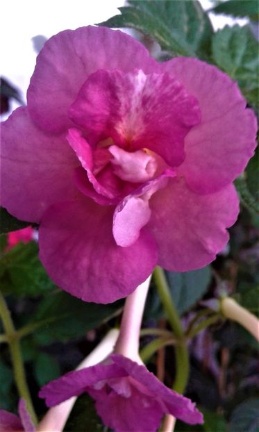  - achimenes 007 iem1985 2020