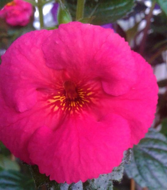  - achimenes 007 iem1985 2020