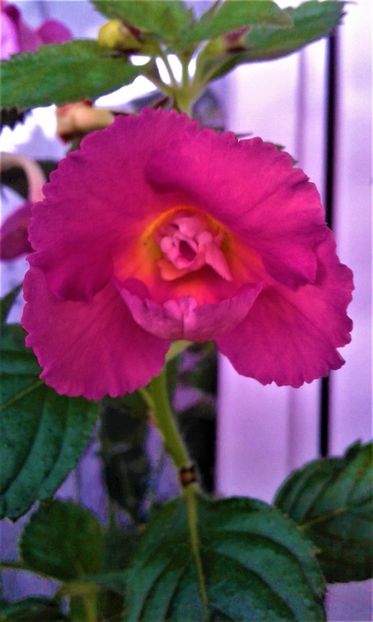  - achimenes 007 iem1985 2020